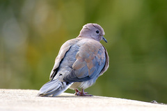 Streptopelia senegalensis