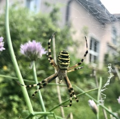 Argiope bruennichi