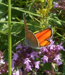 Lycaena hippothoe eurydame