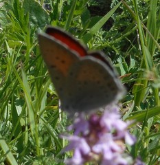 Lycaena hippothoe eurydame