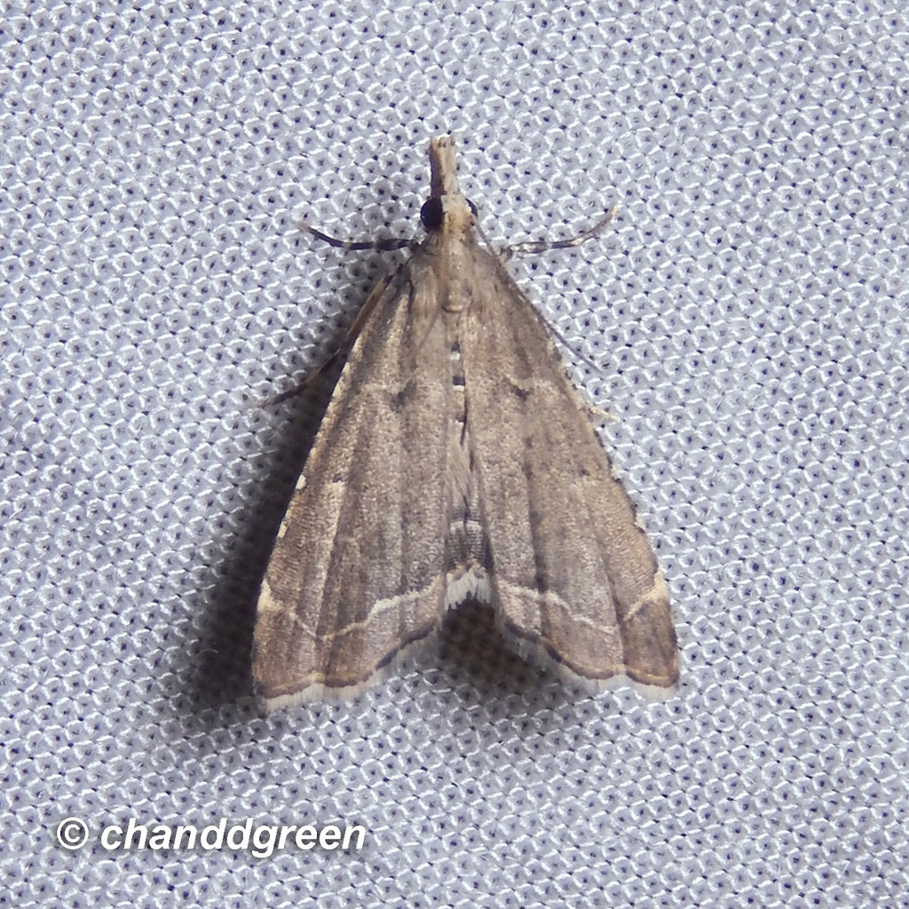 Diplopseustis