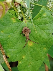 Coreus marginatus