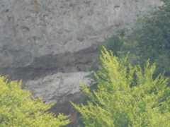 Neophron percnopterus