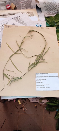 Ipomoea eriocarpa iNat (1)