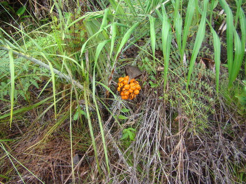 Astrocaryum acaule · iNaturalist