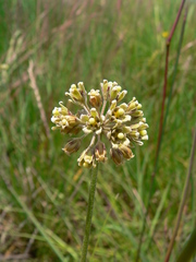 Cordylogyne globosa