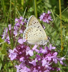 Lycaena tityrus subalpina