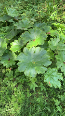 Darmera peltata
