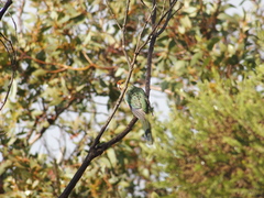 Platycercus icterotis icterotis