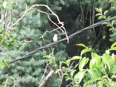 Muscicapa striata