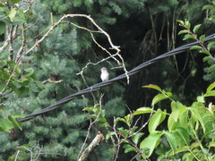 Muscicapa striata