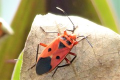 Physopelta slanbuschii