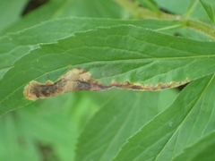 Nemorimyza posticata