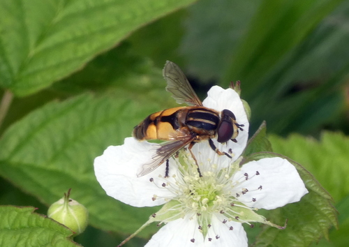 Woolly-tailed Marsh Fly, Wageningen, Nederland, photo 9 of 10