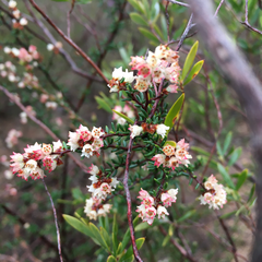 Cryptandra amara floribunda