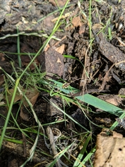 Psyllobora vigintiduopunctata