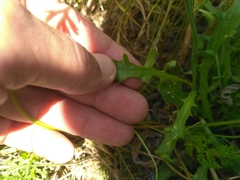 Crepis capillaris