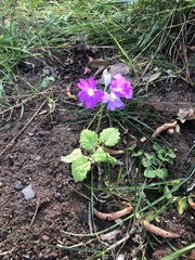 Primula malacoides