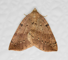 Thallophaga hyperborea