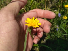 Crepis capillaris
