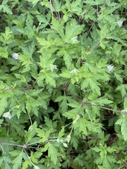 Geranium sibiricum