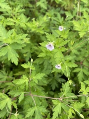 Geranium sibiricum