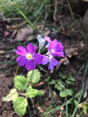 Primula malacoides