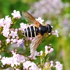 Sericomyia nigra