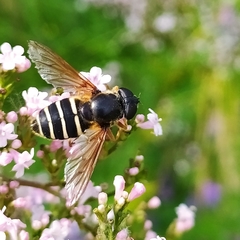 Sericomyia nigra