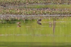 Calidris ferruginea