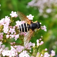 Sericomyia nigra
