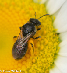 Hemihalictus