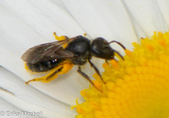 Hemihalictus