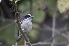 Pogoniulus coryphaea hildamariae