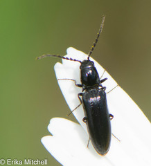 Oestodes tenuicollis