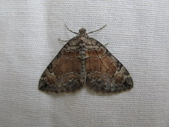 Dysstroma hersiliata