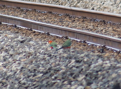 Platycercus icterotis icterotis