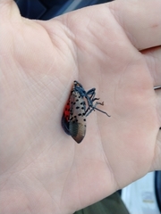 Lycorma delicatula