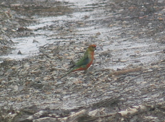 Platycercus icterotis icterotis