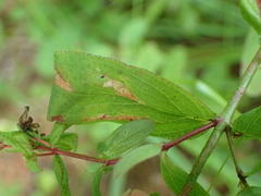 Caloptilia hypericella
