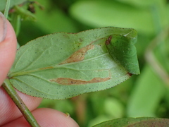 Caloptilia hypericella