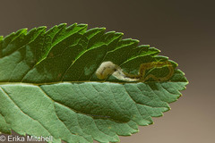 Agromyza valdorensis