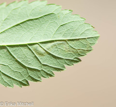 Agromyza valdorensis