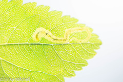 Agromyza valdorensis