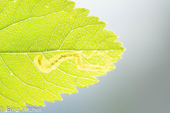 Agromyza valdorensis