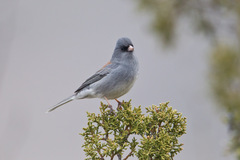 Junco hyemalis caniceps