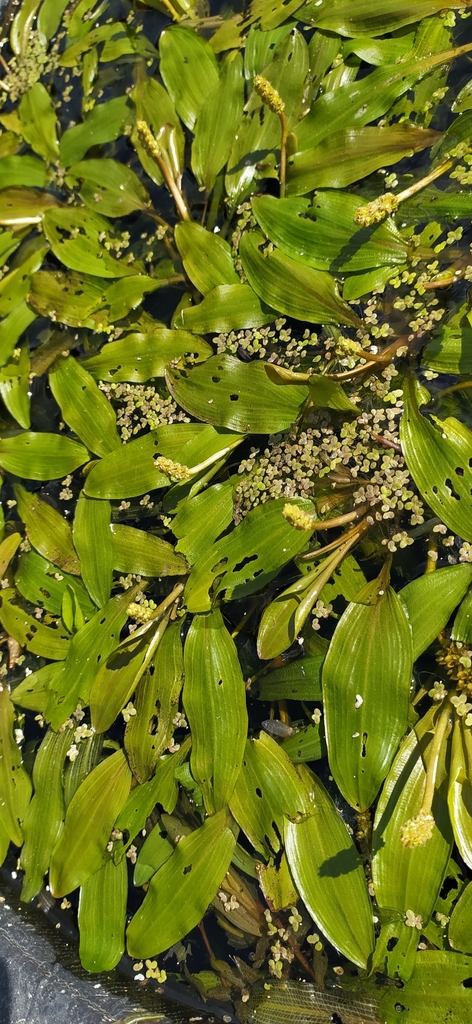 Alpine pondweed (Potamogeton alpinus)