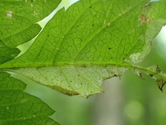 Calycomyza avira