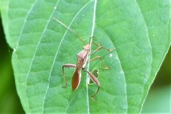Riptortus linearis