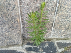 Erigeron canadensis